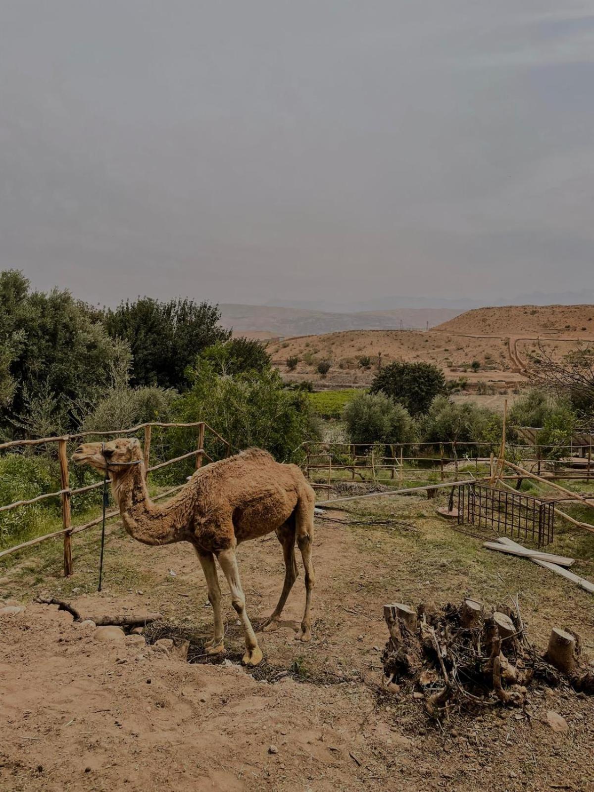 Les Terrasses Du Lac Marrakech Lalla Takerkoust ภายนอก รูปภาพ